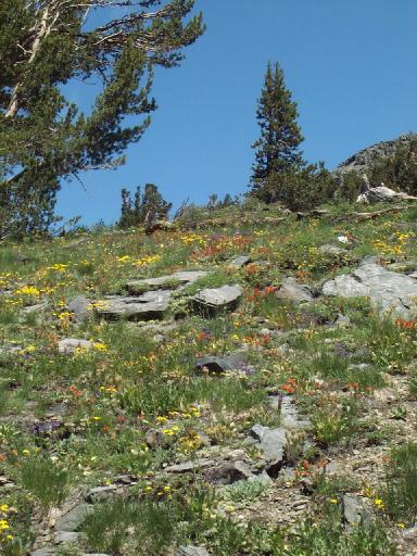 0988-TallacHike-Flowers9000ft.jpg 56.7K