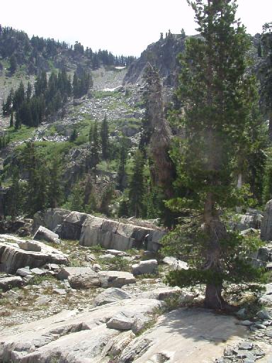 1019-016-LookingUpTamarackTrail.jpg 48.7K