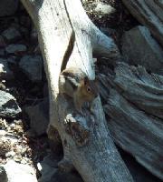 Thumb_0981-TallacHike-ChipmunkAtCathedralLake.jpg 9.5K