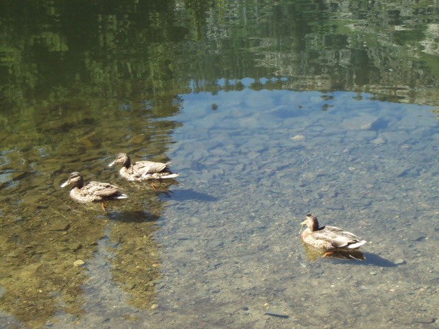 04015-Ducks-LilyLake.jpg 150.4K