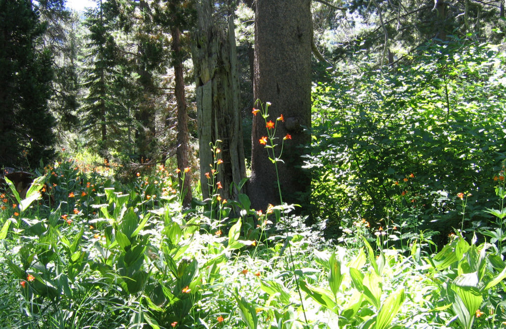 SSC05-32-FlowersGlenAlpine.jpg 297.1K