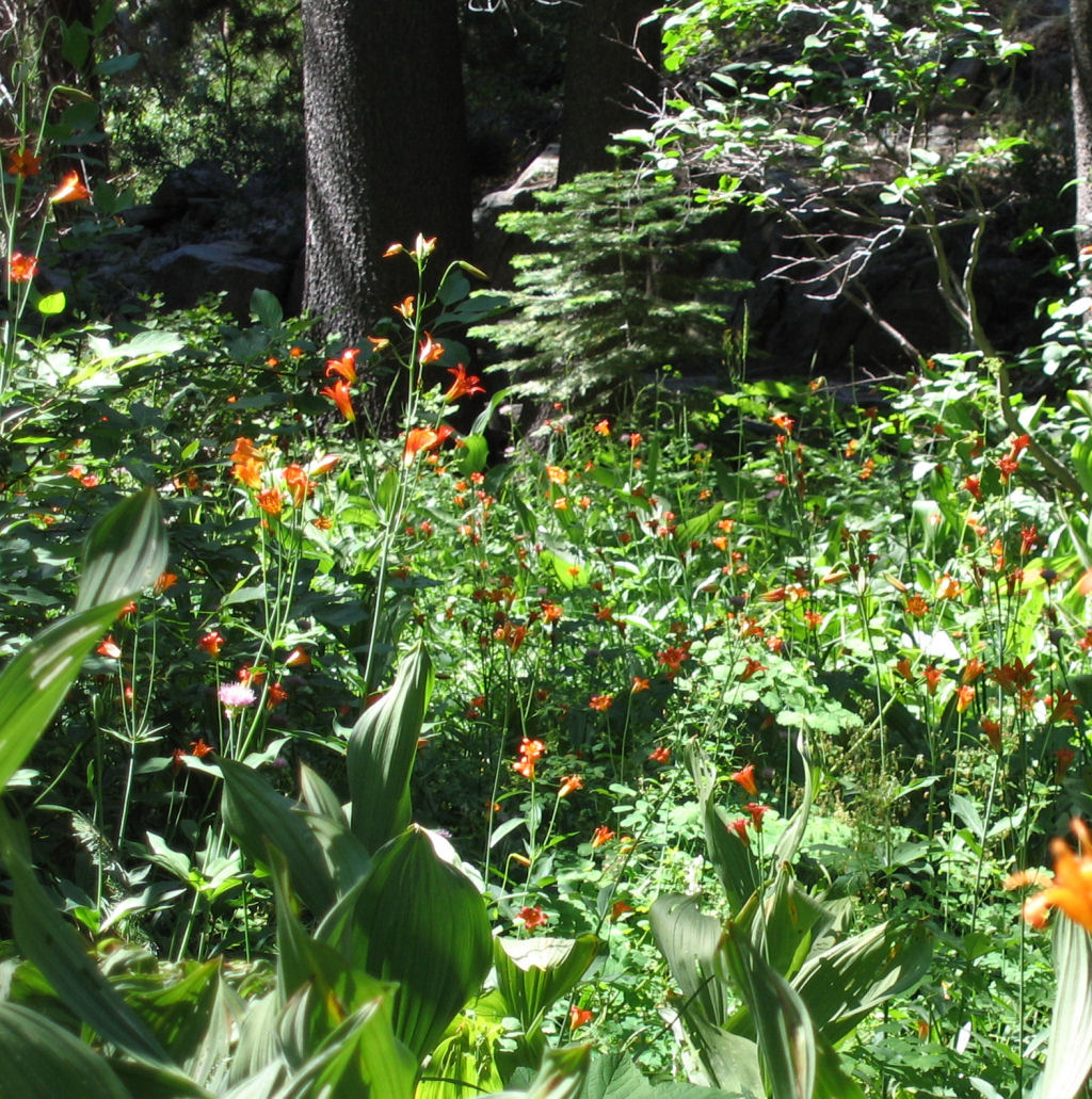 SSC05-33-FlowersGlenAlpine.jpg 358.1K