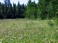 Thumb_SSC05-04-HikeAoundLake-MeadowFlowers.jpg 10.1K