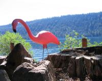 Thumb_SSC05-28-StaphCabinDecor.jpg 7.6K