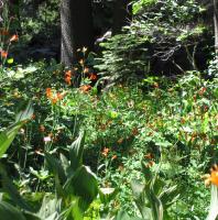 Thumb_SSC05-33-FlowersGlenAlpine.jpg 15.9K