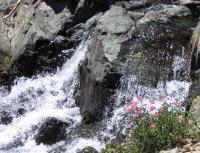 Thumb_SSC05-34-FlowersGlenAlpineTrail.jpg 11.0K