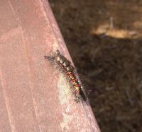 Thumb_SSC05-58-CampCaterpillar-PhotoByVal.jpg 6.6K