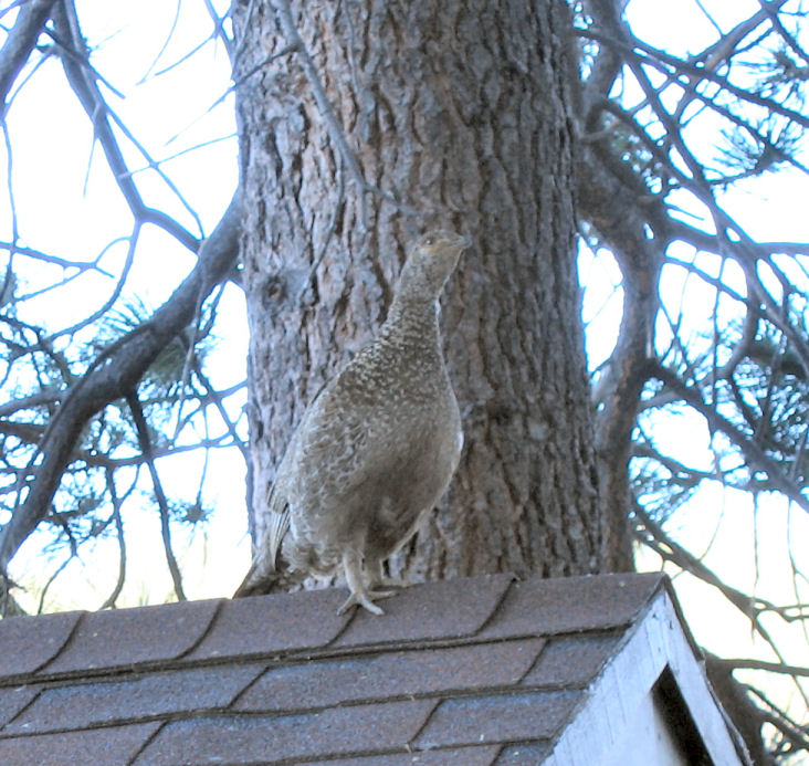 0639-BlueGrouseMother-2.JPG 150.6K