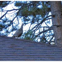 0638-BlueGrouseMother-OnStaffCabinRoof.JPG 197.0K