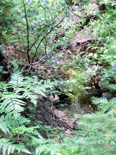 0705-WaterFeature-BackOfPonderosaC.JPG 465.0K