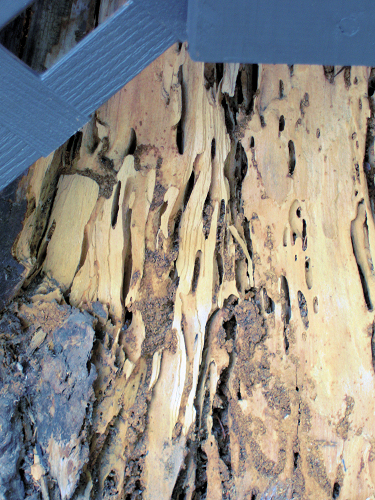 0727-Art-03-TreeStumpUnderDiningHall.JPG 379.9K