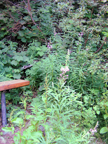 0729-Art-05-WitchesPondFlowers.JPG 504.9K