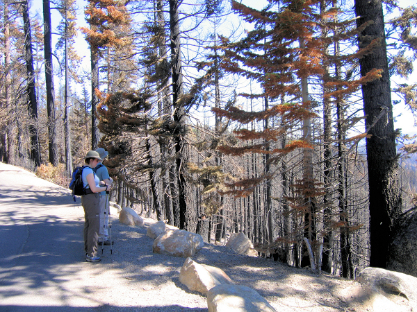 0735-AngoraBurn-1-JenSteve.JPG 594.8K