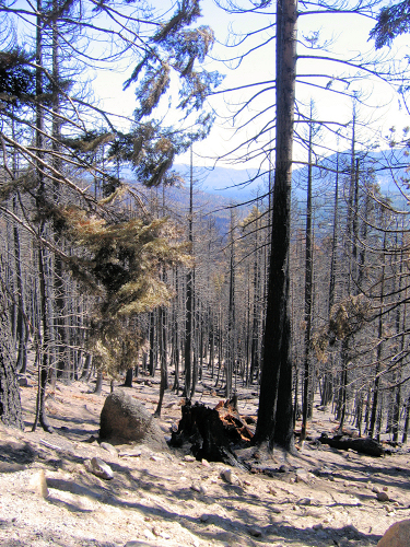 0736-AngoraBurn-2.JPG 441.1K