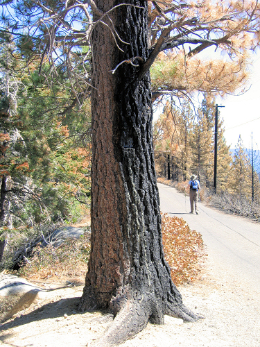 0737-AngoraBurn-HalfBurnedTree.JPG 430.1K