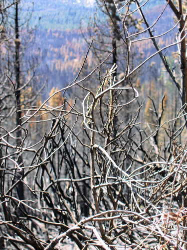 0740-AngoraBurn-StillSmoking.JPG 436.2K