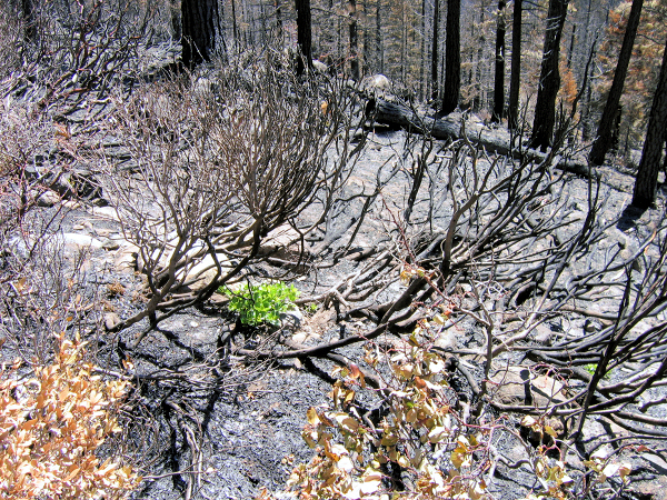 0741-AngoraBurn-GreenSproutsAfter4weeks.JPG 678.5K