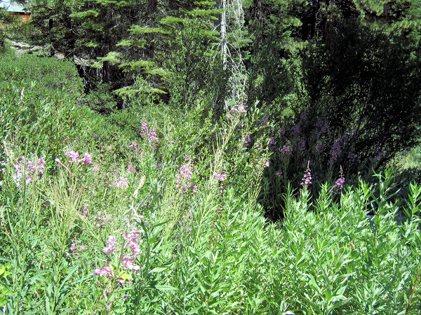 0751-GlenAlpineFlowers-1.JPG 671.8K