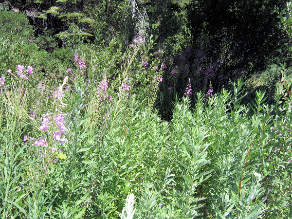 0752-GlenAlpineFlowers-2.JPG 663.6K