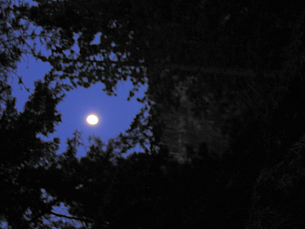 0758-MoonOverPonderosaC-2.JPG 254.7K