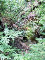 Thumb_0705-WaterFeature-BackOfPonderosaC.jpg 13.2K