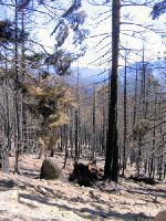 Thumb_0736-AngoraBurn-2.jpg 12.0K