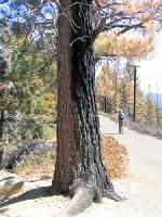 Thumb_0737-AngoraBurn-HalfBurnedTree.jpg 11.1K