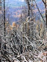 Thumb_0740-AngoraBurn-StillSmoking.jpg 13.3K