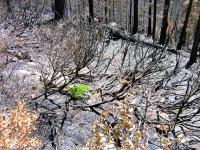 Thumb_0741-AngoraBurn-GreenSproutsAfter4weeks.jpg 13.2K