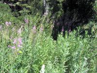 Thumb_0752-GlenAlpineFlowers-2.jpg 11.8K