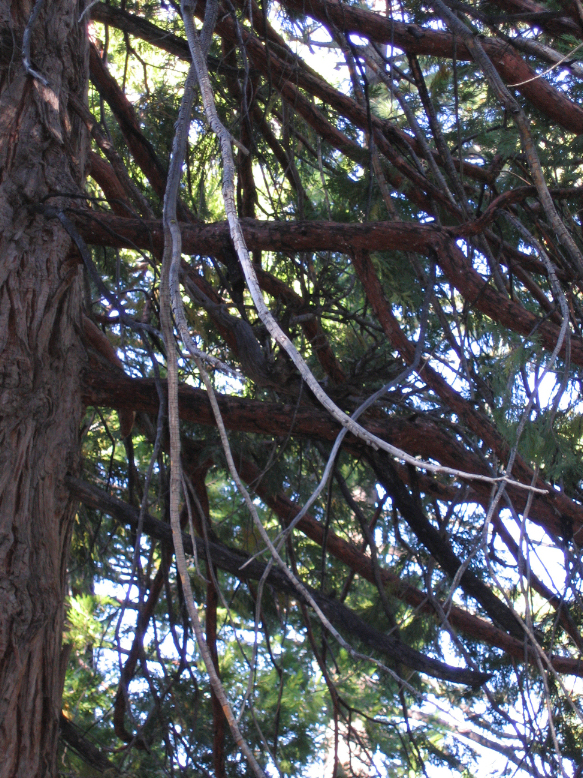 0809-DeadLimbsOrAlienCreatureClaw.JPG 827.9K