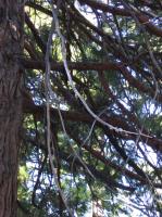 0809-DeadLimbsOrAlienCreatureClaw.JPG 827.9K