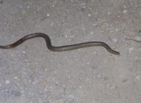 0819-RubberBoaInRoadByWitchesPond.JPG 606.2K