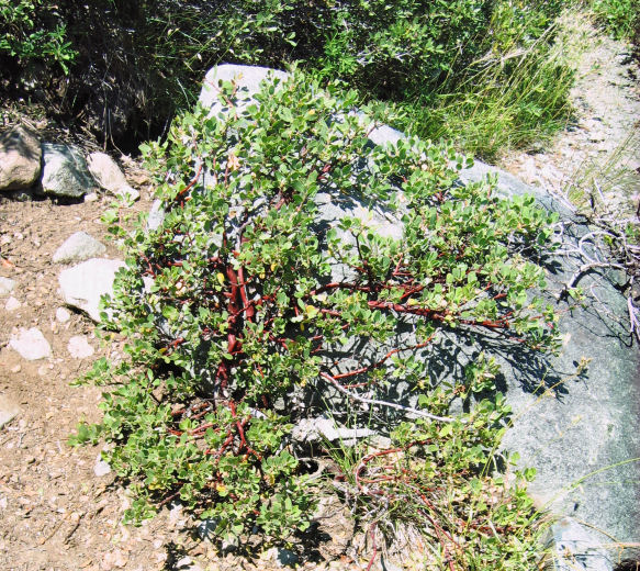 09023-DeterminedPlant-OnCathedralTrail.JPG 178.4K