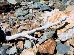 09043-WeatherdLimb.JPG 191.3K