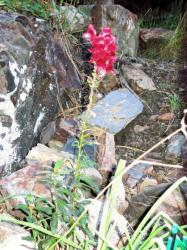 09047-FlowerNearCherryHouse.JPG 179.2K