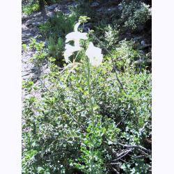 10032-LilyOnAngoraHike-NotAtLilyLake.JPG 201.0K