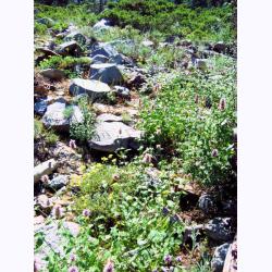 10033-AngoraHikeFlowers.JPG 217.9K