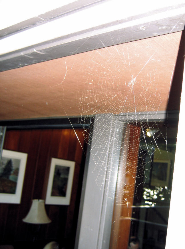 10011-SpiderArt.JPG 109.8K