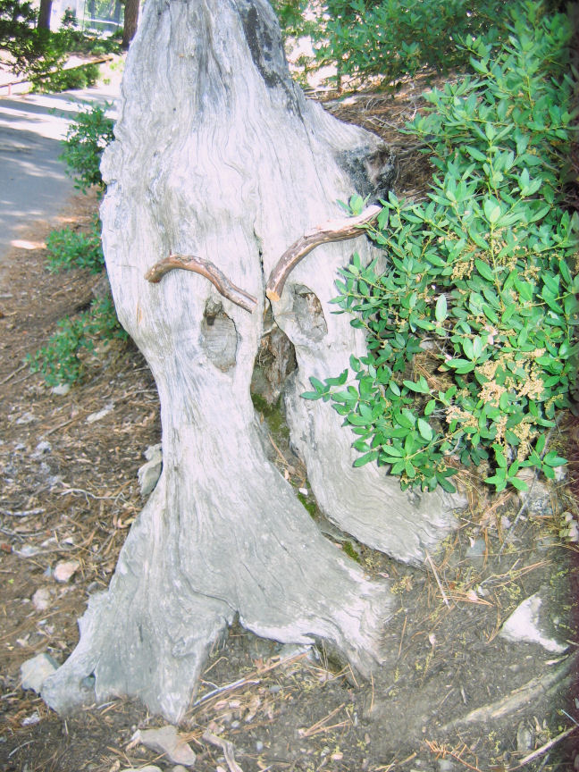 10012-WitchOfWitchesPond.JPG 212.5K