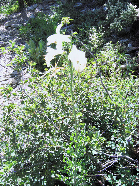 10032-LilyOnAngoraHike-NotAtLilyLake.JPG 201.0K