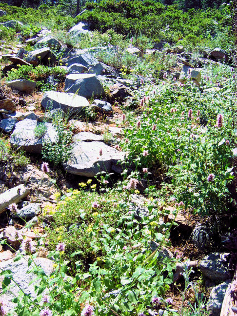 10033-AngoraHikeFlowers.JPG 217.9K