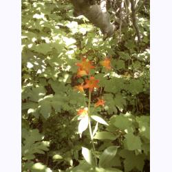 110040-Flowers1.jpg 197.5K