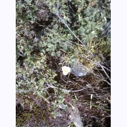 110041-Flowers2.jpg 296.0K