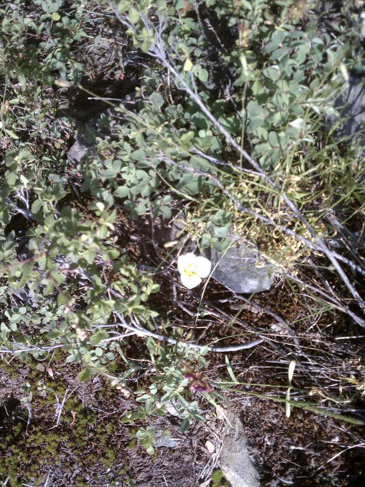 110041-Flowers2.jpg 296.0K