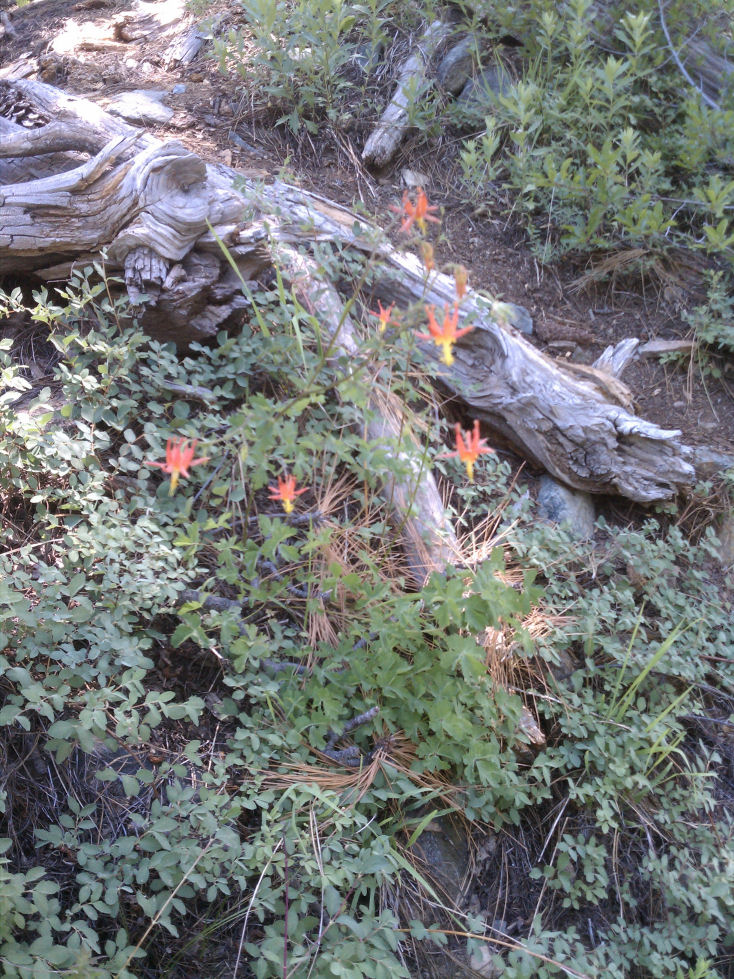 110042-Flowers3.jpg 280.7K