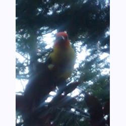 13-022-ColorfulCampBird.jpg 72.4K