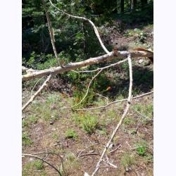 13-052-WildFlowers.jpg 222.7K