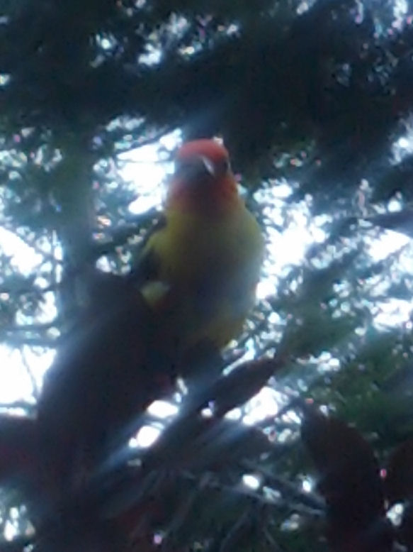 13-022-ColorfulCampBird.jpg 72.4K