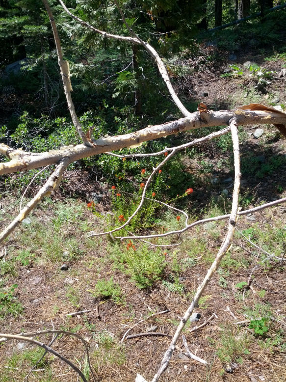 13-052-WildFlowers.jpg 222.7K